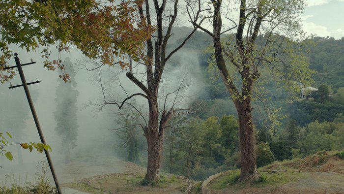 Die Fakten rund ums Bäumeverpflanzen bleiben im Nebel.