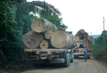 Ressource Holz. Foto: Poema