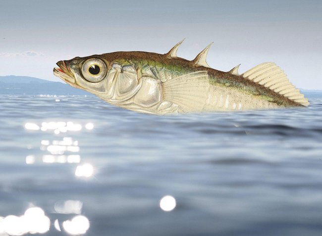 Sag mir, wo die Fische sind