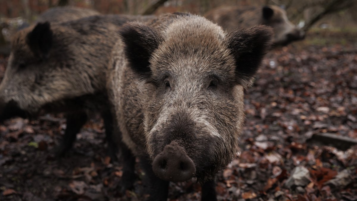 Wildschweine im Schwarzwildgehege. Foto: Julian Rettig