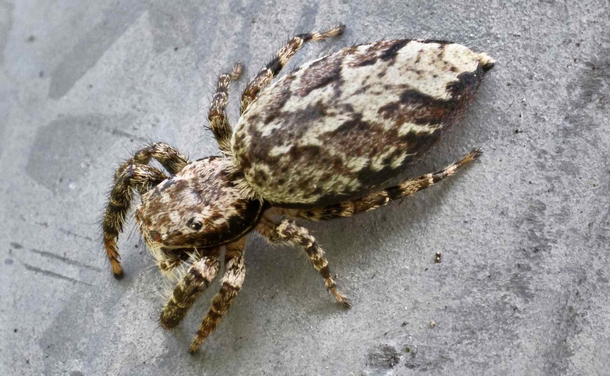 Keine Insekten, aber trotzdem toll: Zebraspringspinne und ...