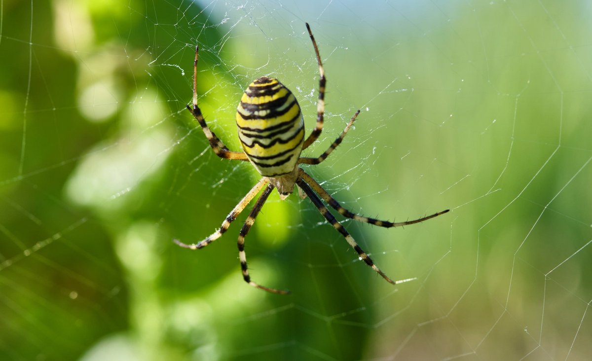 Kam ungeplant auf den Acker: Wespenspinne.