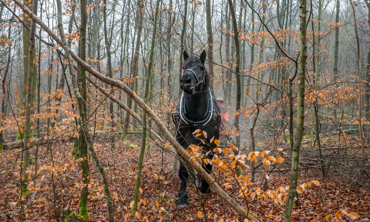 ... und zwischen eng stehenden Bäumchen hindurch.