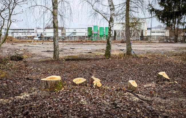 Die Bäume sind ab. Foto: Julian Rettig