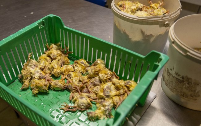 Tote Küken, aus dem Ausland importiert. Tote Küken, aus dem Ausland importiert.