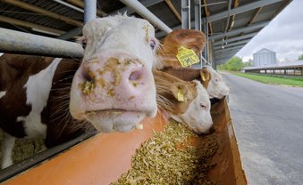 Fake News zur Primetime