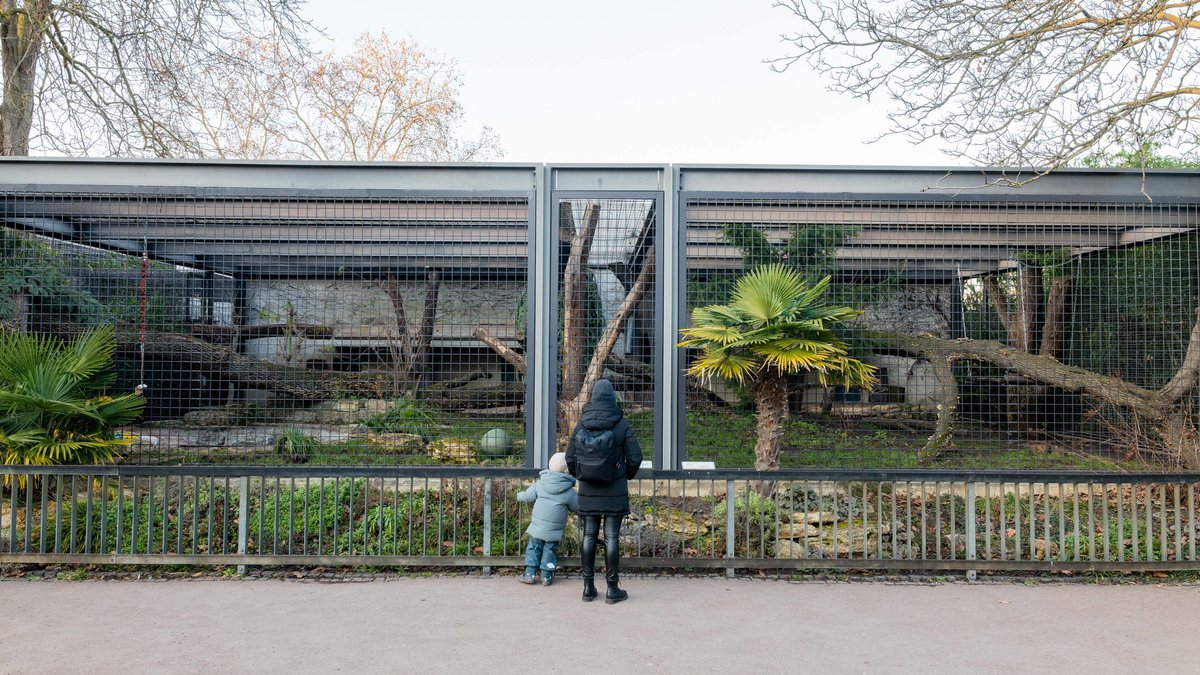 Genau dort, wo heute das Löwengehege der Wilhelma ist, befanden sich Baracken für Zwangsarbeiter:innen.