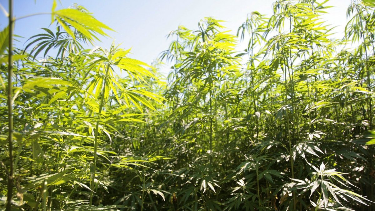 Cannabisfeld. Foto: Joachim E. Röttgers