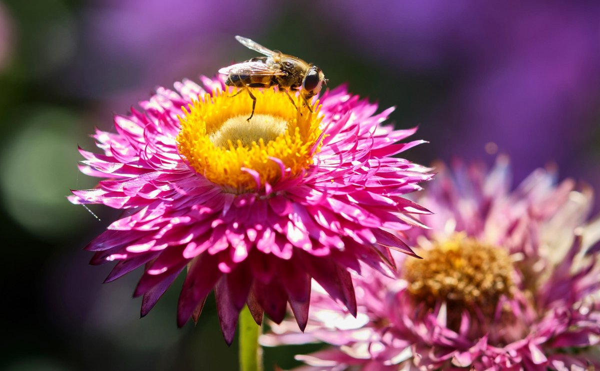 Versöhnliches zum Schluss: Wildbiene auf Strohblume, fotografiert auf der Mikrofarm von Freya Zorn und Elise Kammerer in Heidelberg am 6.9.2023.