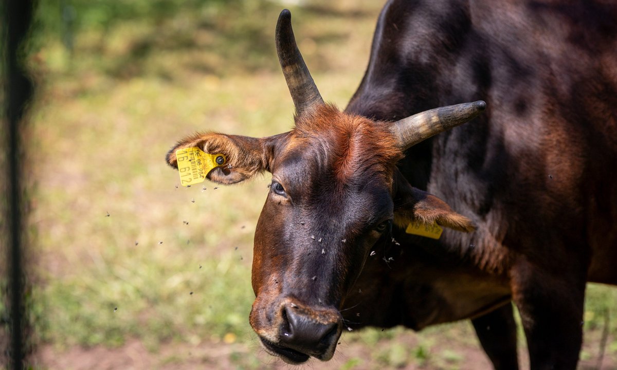 Zwergzebu Molly. Zwergzebu Molly.