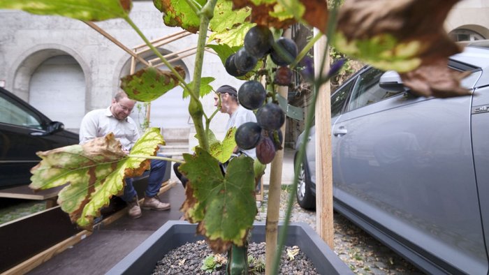 Ordnungsamt fühlt sich von Muskateller-Trauben provoziert. Hier umrankt: Kontext-Autor Thomas Rahmann und Peter Haury. 