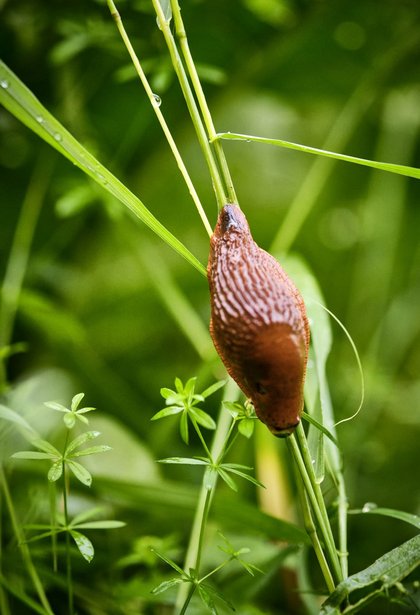 Ein bisschen Liebe, ein bisschen Frieden?  Ein bisschen Liebe, ein bisschen Frieden?