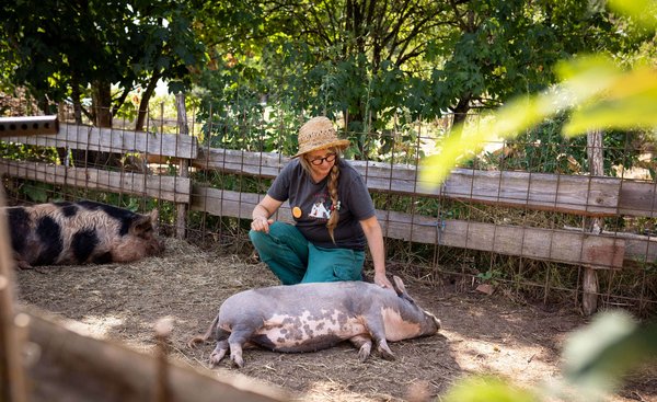 Schweine mögen es besonders, wenn sie am Bauch gekrault werden.  Schweine mögen es besonders, wenn sie am Bauch gekrault werden.