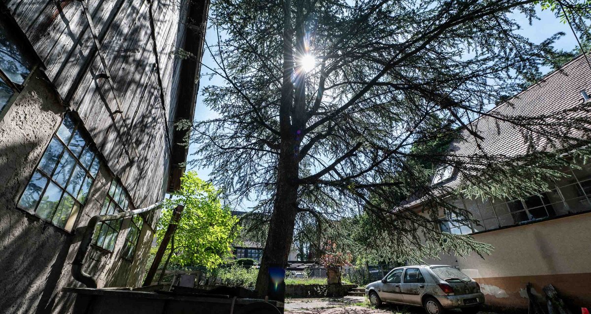 Die Libanon-Zeder zwischen Scheune und Haus, gepflanzt anlässlich der Deutschen Einheit. 