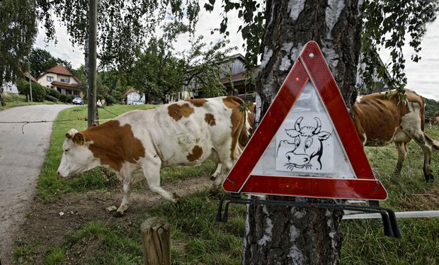 Gut gefüttert und gehalten geben Kühe keine Billigmilch, sondern eine regionale Spezialität.