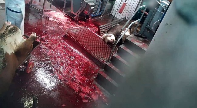 Fehlbetäubtes Rind. Foto: SOKO Tierschutz