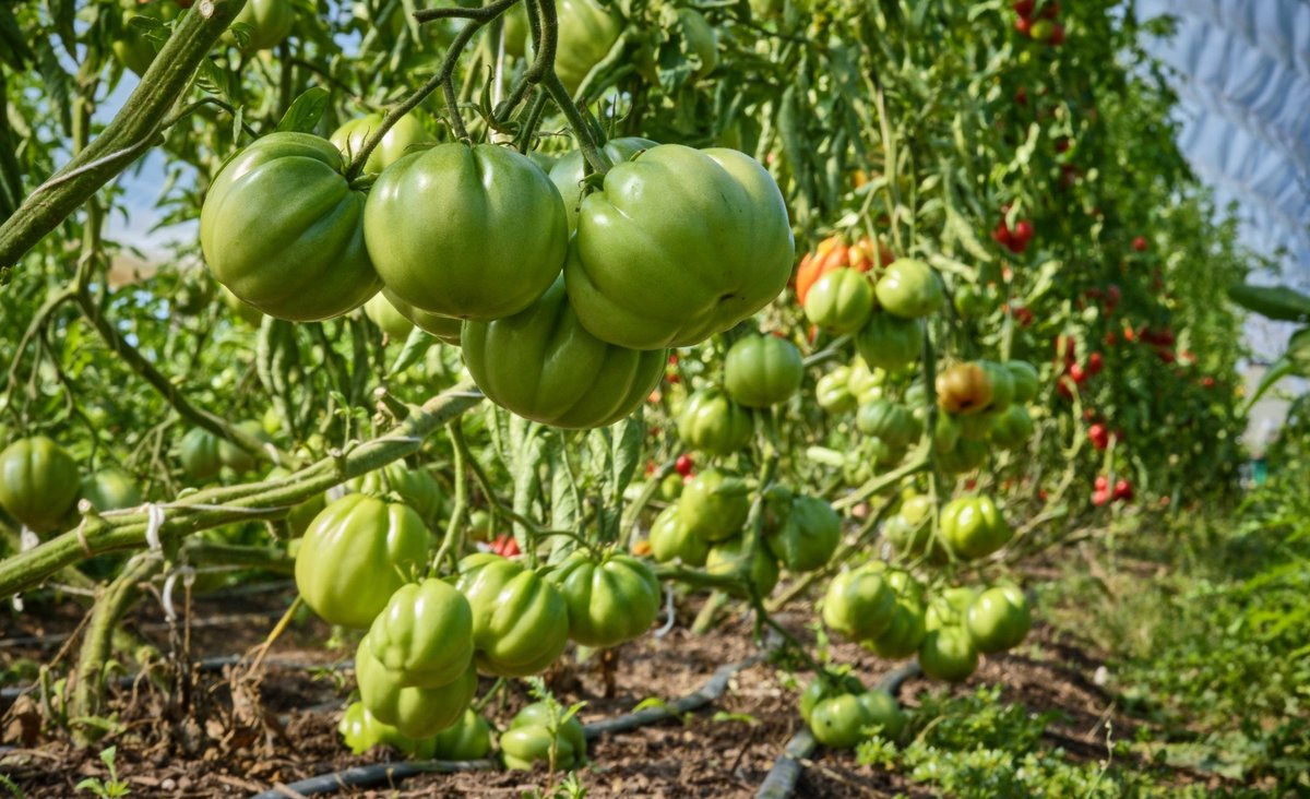 Fleischtomaten.