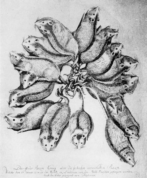 Sieht doch ganz nett aus: So stellte Johann Adam Fassauer den Rattenkönig dar. Illustration: gemeinfrei Sieht doch ganz nett aus: So stellte Johann Adam Fassauer den Rattenkönig dar. Illustration: gemeinfrei