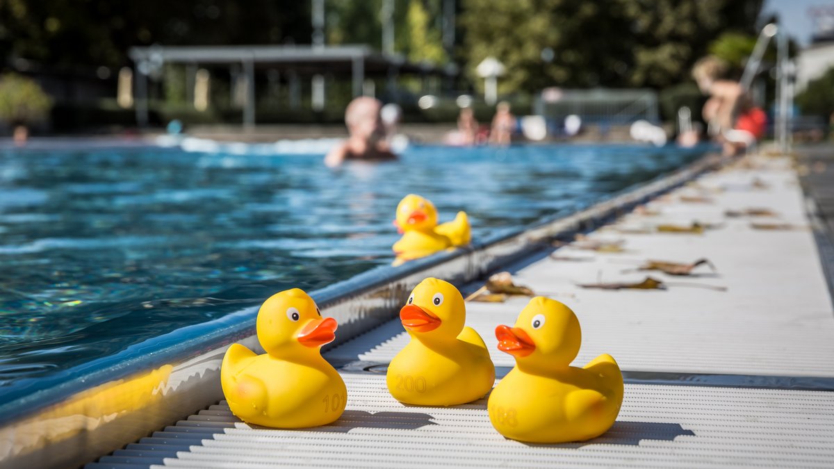 Während der letzten warmen Tage beratschlagen sie bereits, wo sie überwintern: Afrika? Badewannenrand? Foto: Julian Rettig