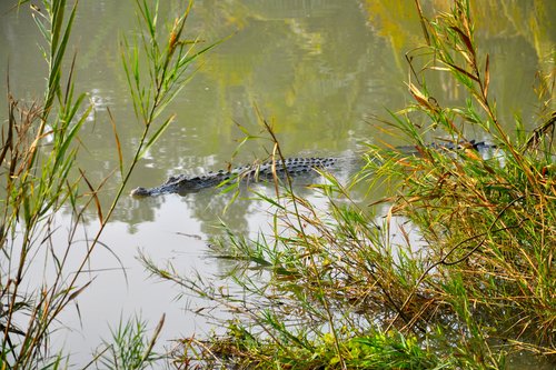 Ein Krokodil auf der Pirsch in den Sundarbans. Foto: Von <a href="//commons.wikimedia.org/w/index.php?title=User:Fabian_Lambeck&amp;action=edit&amp;redlink=1" class="new" title="User:Fabian Lambeck (page does not exist)">Fabian Lambeck</a> - <span class="int-own-work" lang="de">Eigenes Werk</span>, <a href="https://creativecommons.org/licenses/by-sa/4.0" title="Creative Commons Attribution-Share Alike 4.0">CC BY-SA 4.0</a>, <a href="https://commons.wikimedia.org/w/index.php?curid=42622770">Link</a>