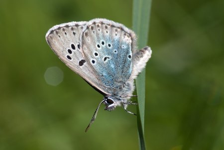 Bedroht: der Ameisenbläuling und das U&D. Foto: Wikimedia, OhWeh, <a href="https://creativecommons.org/licenses/by-sa/2.5" title="Creative Commons Attribution-Share Alike 2.5">CC BY-SA 2.5</a>, <a href="https://commons.wikimedia.org/w/index.php?curid=10841273">Link</a>