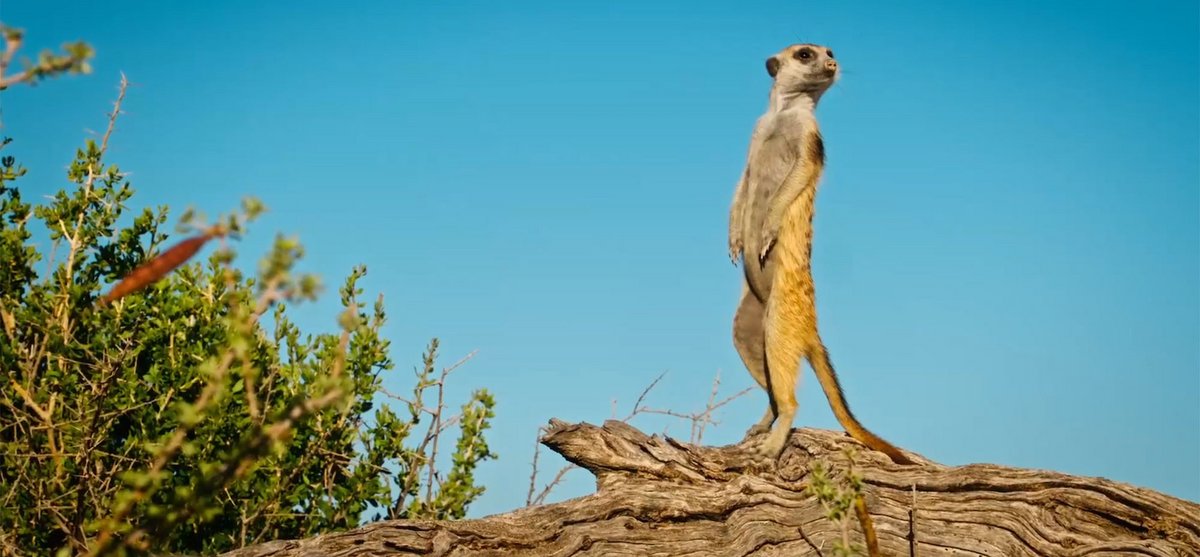 Natürlich zeigt das Festival Naturfilme, etwa einen über das Ökosystem der Kalahari-Wüste in Namibia. Filmstill: "Kalahari" von Pierre Stine, 2021