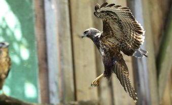 Falken retten im Ehrenamt