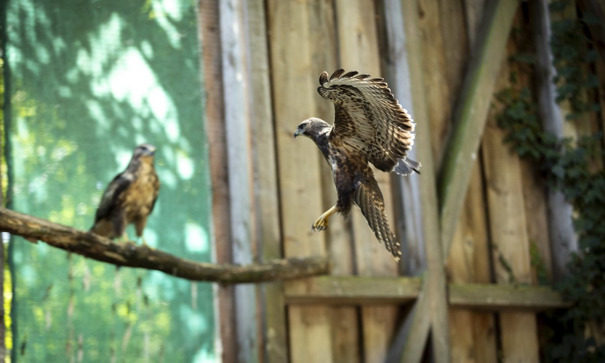 Diese beiden können bald wieder freigelassen werden – in einer extragroßen Voliere bereiten sie sich darauf vor. Mehr Fotos mit Klick auf den Pfeil. Diese beiden können bald wieder freigelassen werden – in einer extragroßen Voliere bereiten sie sich darauf vor. Mehr Fotos mit Klick auf den Pfeil.