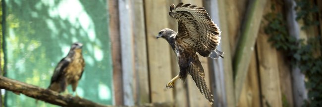 Falken retten im Ehrenamt