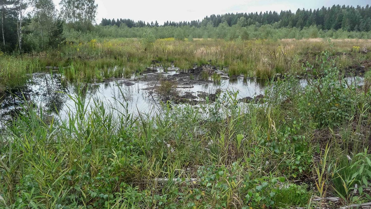 Vor Jahrzehnten wurde hier Torf abgebaut, dann künstlich vernässt und nun holt sich die Natur einen Teil zurück.
