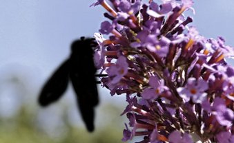 Gift für Insekten