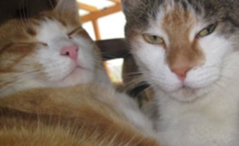 Faires Futter im Napf