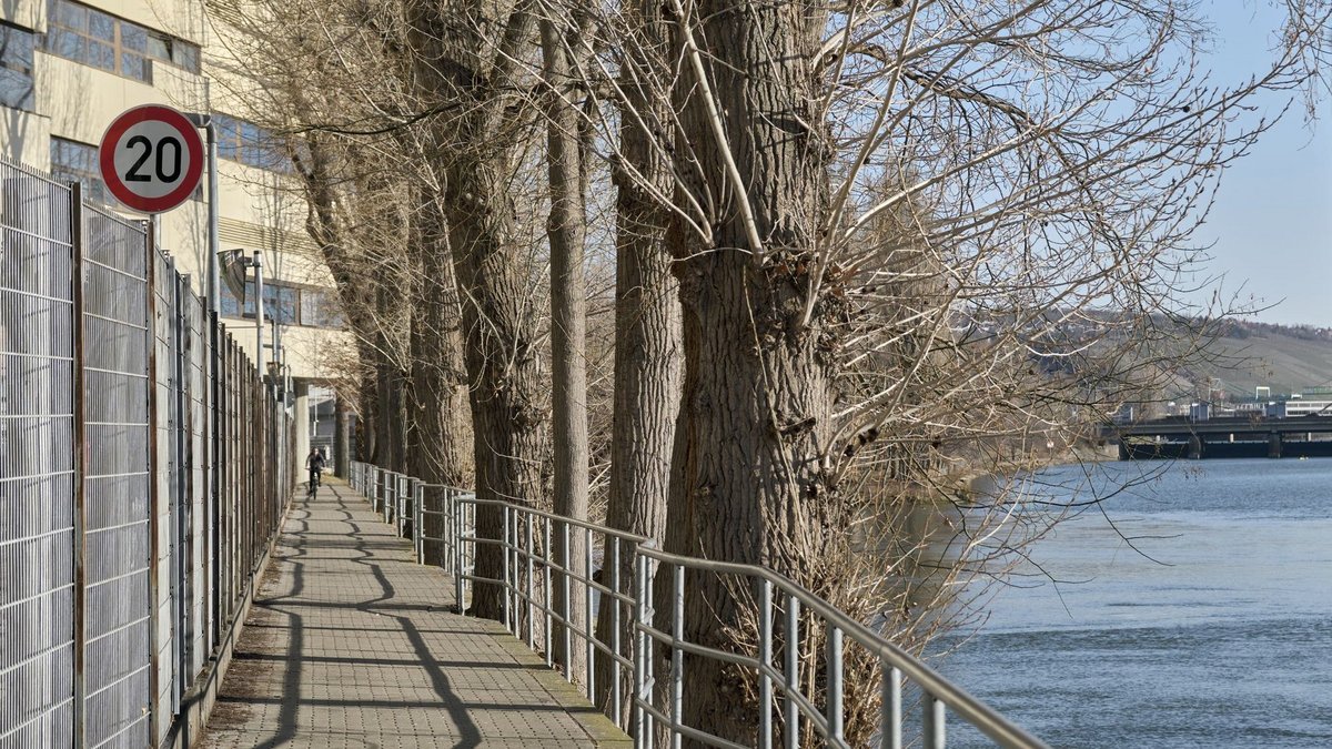 Das darf nicht unterschlagen werden: Es gibt auch ein paar Bäume am Fluss. 