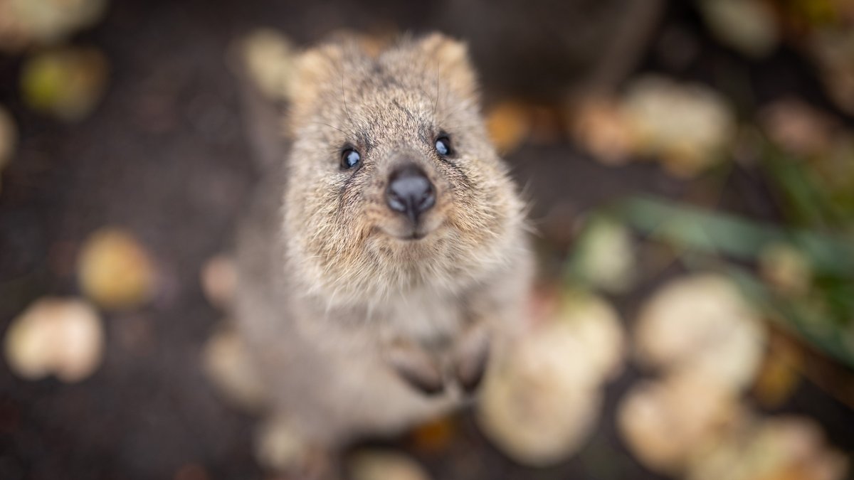 Jetzt doch noch: ein sinnlos süßes Tierbild. Quoka in der Wilhelma (Stuttgarter Zoo).
