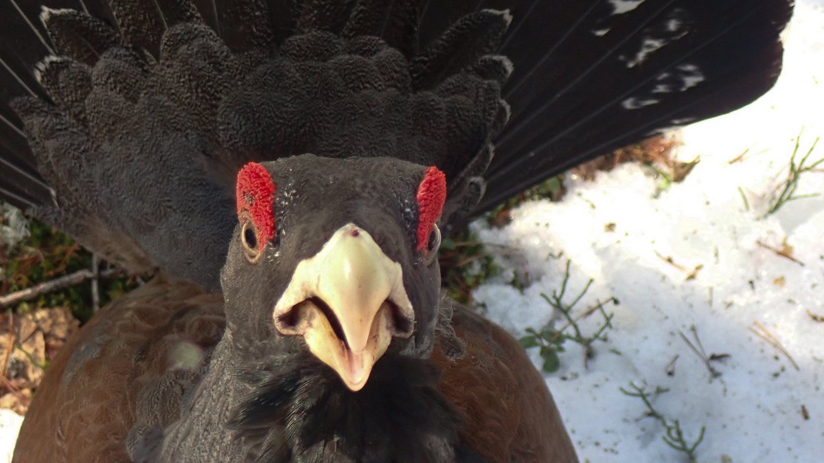 Im Schwarzwald ist die Auerhuhn-Population seit den 1970ern auf ein Fünftel geschrumpft. Foto: Tero Laakso, CC BY 2.0, https://www.flickr.com/photos/talaakso/39644207430