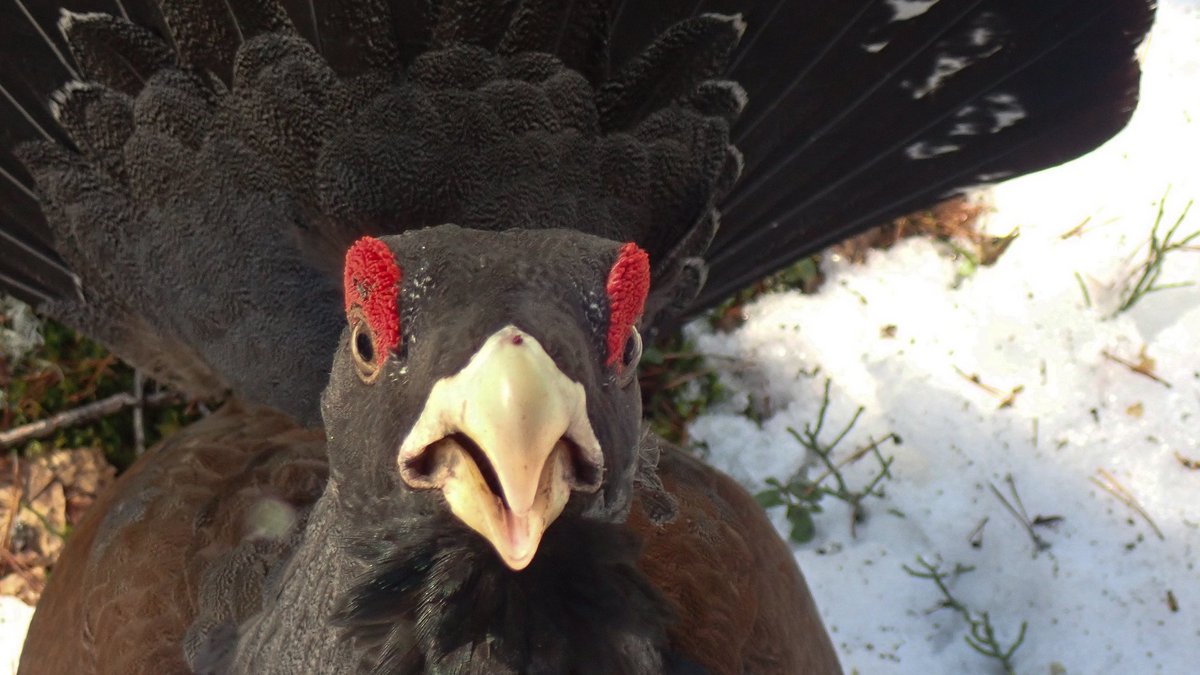 Im Schwarzwald ist die Auerhuhn-Population seit den 1970ern auf ein Fünftel geschrumpft. Foto: Tero Laakso, CC BY 2.0, https://www.flickr.com/photos/talaakso/39644207430 Im Schwarzwald ist die Auerhuhn-Population seit den 1970ern auf ein Fünftel geschrumpft. Foto: Tero Laakso, CC BY 2.0, https://www.flickr.com/photos/talaakso/39644207430