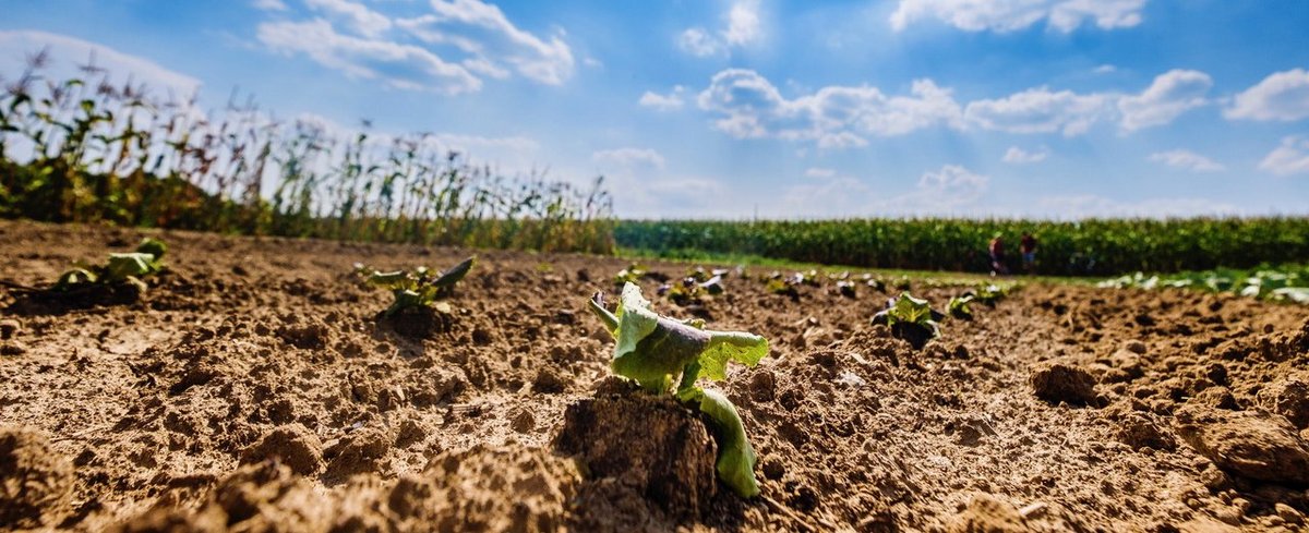 Die alarmierendsten Klimaszenarien der Vergangenheit beschreiben die Gegenwart am treffendsten. 