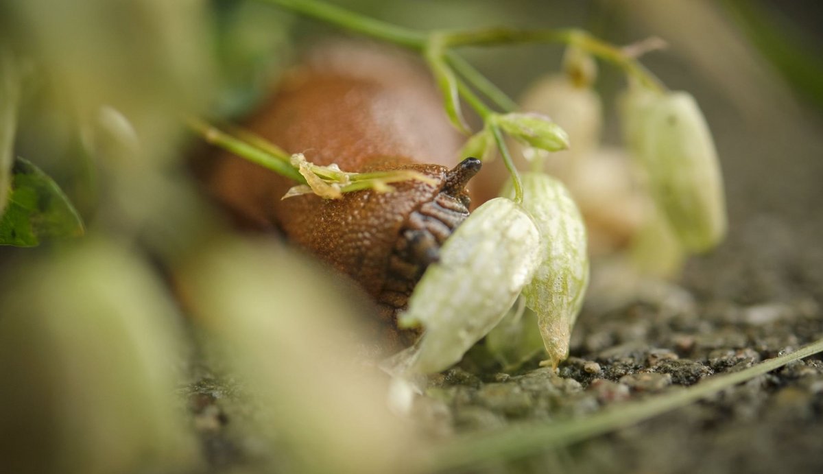 Sie wollen doch nur als Gourmets leben. Mehr Schneckensolidarität gibt es per Klick auf den Pfeil. 