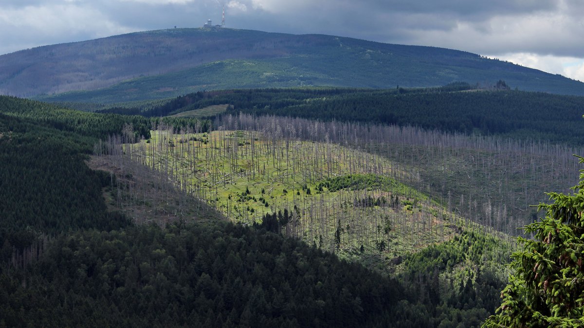 Nationalpark Harz: Blick auf den Brocken, vorne eine abgestorbene Fichtenmonokultur. Foto: Puusterke, CC BY-SA 4.0