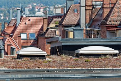 Dachbebraunung: Gießen hilft.