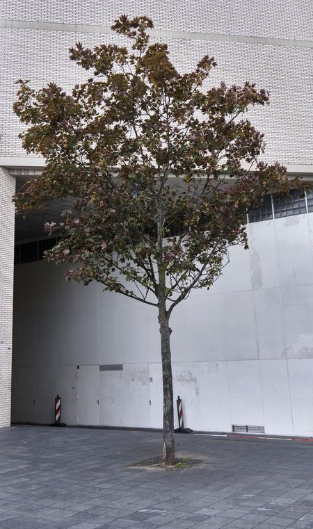 Hilfe für Stadtbäume! Die helfen, das Stadtklima erträglich zu halten. Foto: Joachim E. Röttgers