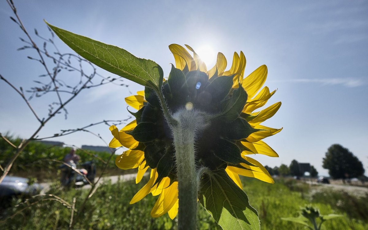 Die Rückseite der Sonne. 