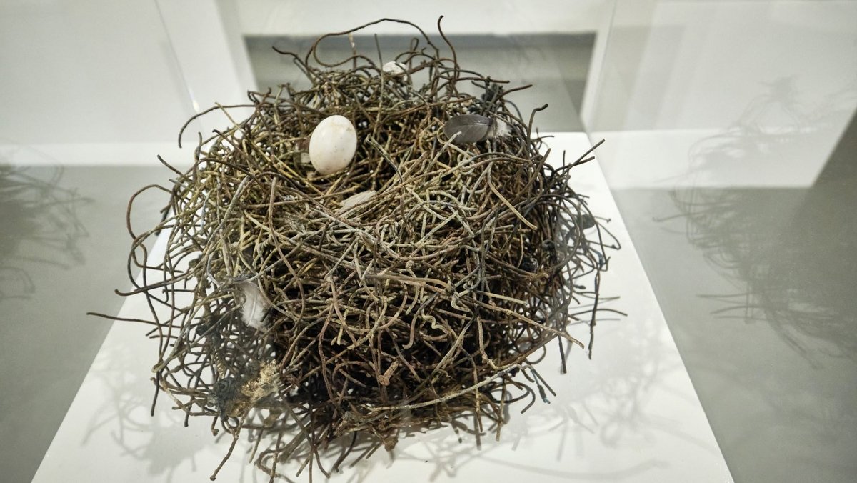 Die Vögel, die dieses Nest bauten, haben ihr Material – Draht, Nägel, Kabelbinder – ebenfalls auf der S-21-Baustelle gefunden, wo Erik Sturm es auflas. Die Vögel, die dieses Nest bauten, haben ihr Material – Draht, Nägel, Kabelbinder – ebenfalls auf der S-21-Baustelle gefunden, wo Erik Sturm es auflas.