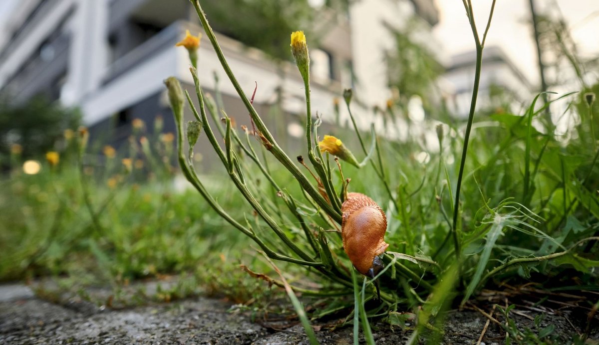 Angst und Schnecken So friedlich wie sie aussehen, würden sie ihrerseits wahrscheinlich keinen Krieg anzetteln.