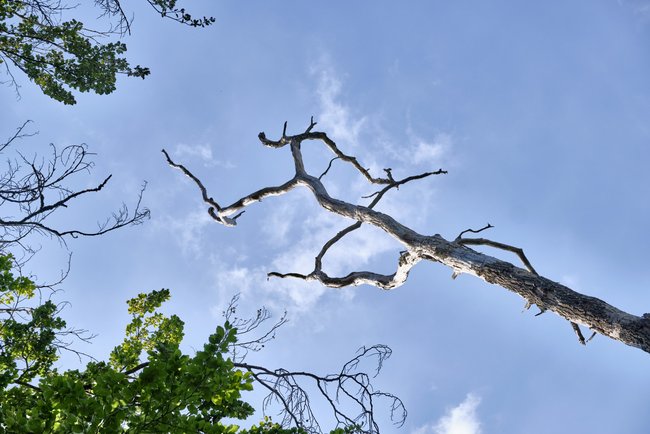 O schöner grüner Wald? Viele tote Buchen im Schönbuch.