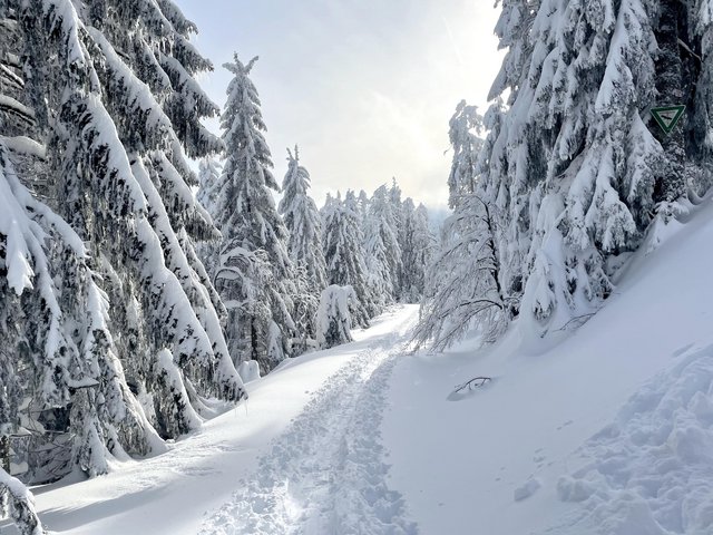 Schön ist's im Schwarzwald. Foto: Kontext