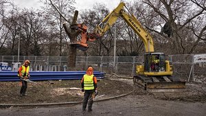 Baumfällarbeiten. Foto: Martin Storz