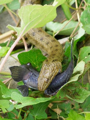 Henkersmahlzeit für Würfelnatter. Foto: Andrei Daniel Mihalca