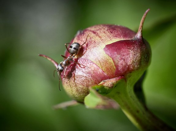 Dagegen dieser Winzling. Eine Plage. Dagegen dieser Winzling. Eine Plage.