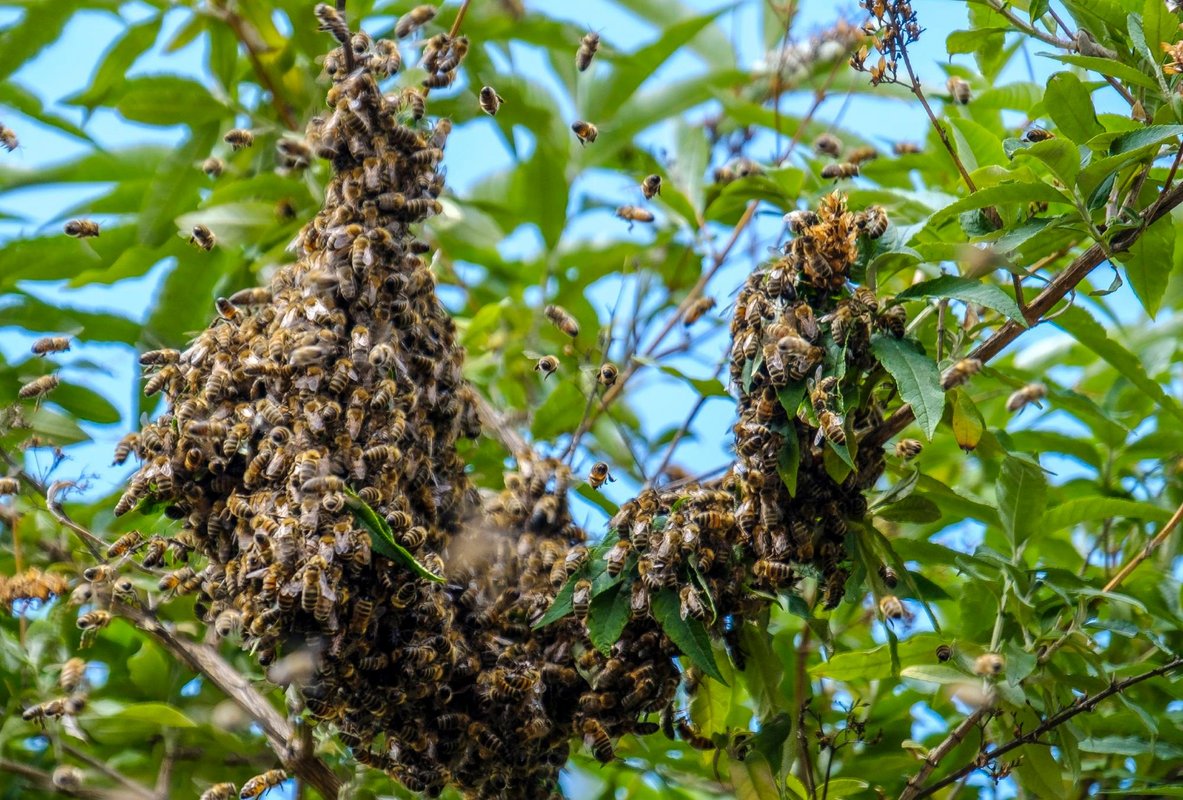 Öko-Acker und Blumenwiese in der Nähe? Das gefällt dem Bienenvolk. Fotos: Joachim E. Röttgers